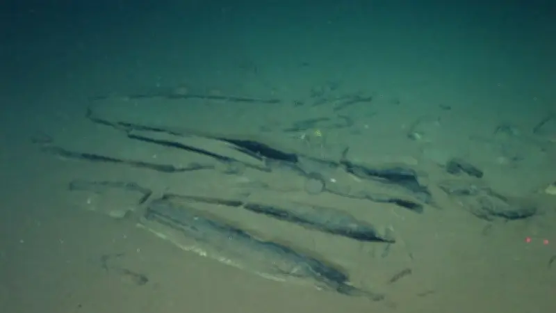 Découverte majeure : un cimetière de près de 500 baleines au fond de l'océan Indien