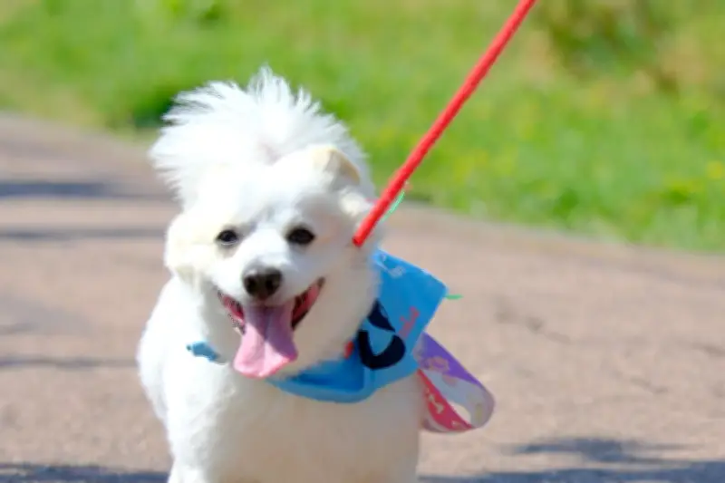 Décès suspects de chiens à Hyères : la Dog parade reportée par précaution