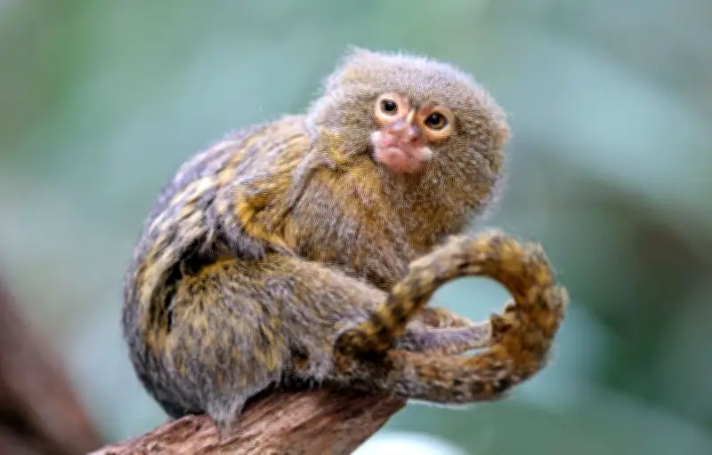 Deepfake viral : une vidéo d'enfant sauvé par un singe générée par IA