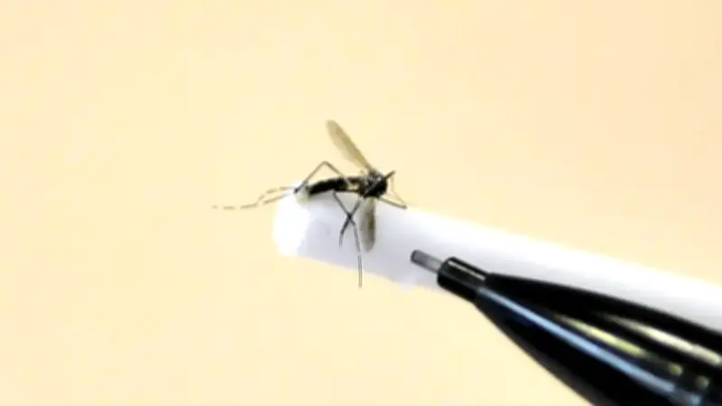 Dengue à Sète : quartier confiné pour démoustication nocturne