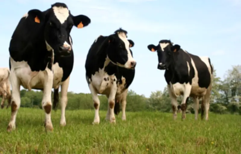 Des vaches s'invitent dans un hôpital allemand et montent au deuxième étage