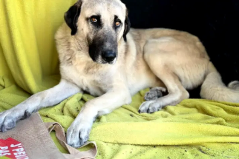 Disparition du chien Buck à Roquefort-les-Pins : mobilisation massive