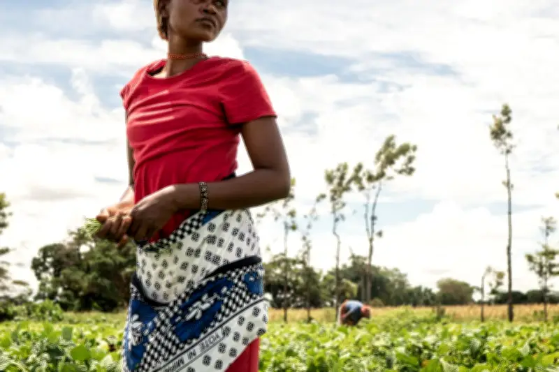 Du Kilimandjaro aux supermarchés français : l’épopée du haricot vert kenyan