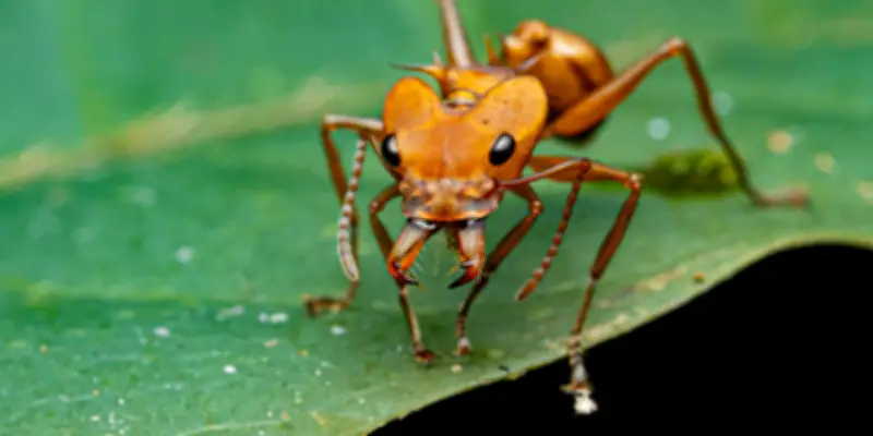 Eau et température : clés de la diversification des fourmis