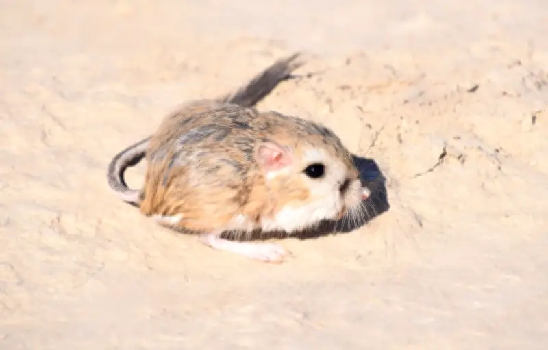Eau : les stratégies des animaux du désert pour survivre sans boire
