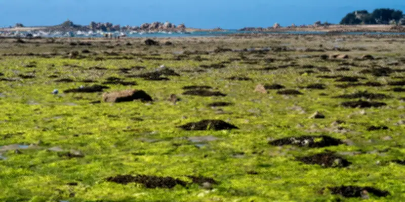 En Bretagne, les alternatives aux engrais de synthèse poussent discrètement