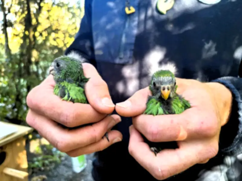 En Nouvelle-Zélande, les perruches Nacho et Trixie sauvent les kakariki karaka de l'extinction