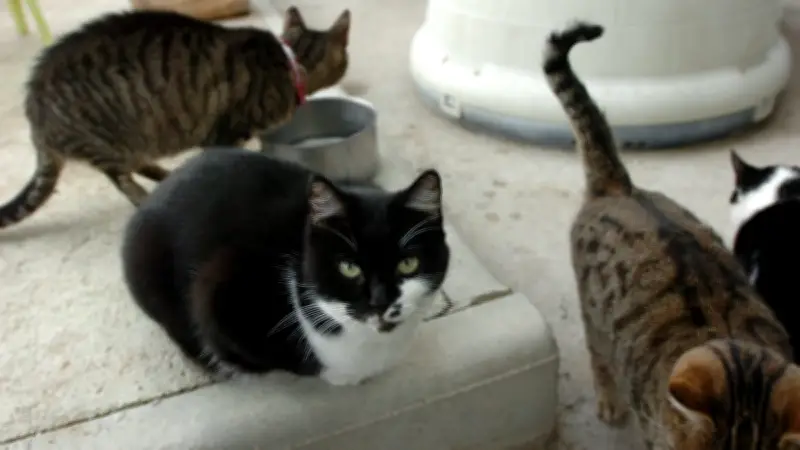 Errance animale : les Chats libres de Nîmes interpellent la mairie