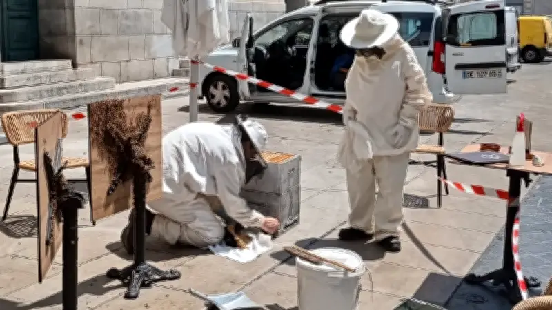 Essaim d'abeilles récupéré en terrasse d'un bar à Montpellier