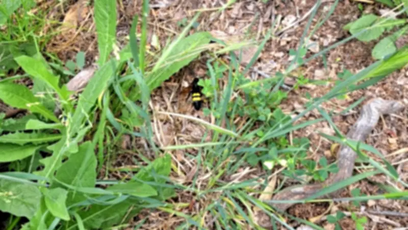 Fausse alerte frelon à Lavérune : c'était un papillon inoffensif