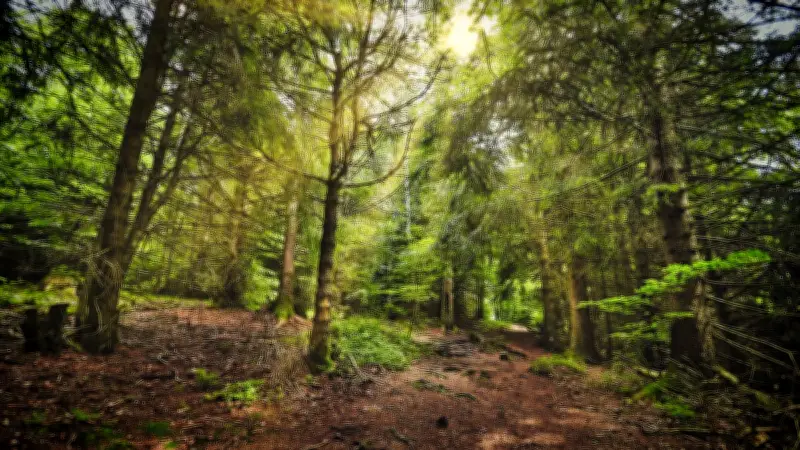 Forêt cévenole : des citoyens se mobilisent pour sa gestion