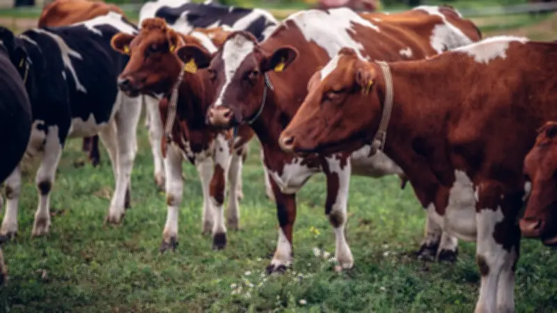 «Gale de la boue» : une bactérie bovine transmise sexuellement entre humains inquiète