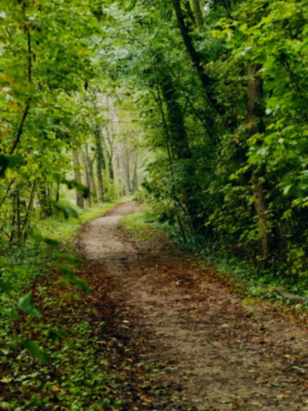 Gestion des forêts : ode à la complexité