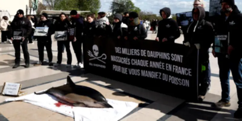 Golfe de Gascogne : la justice impose un plan d'action pour les cétacés