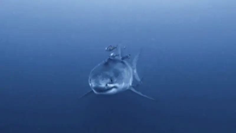 Grand requin blanc filmé pour la première fois en Méditerranée