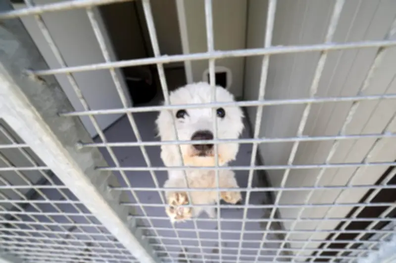Grande collecte contre l'abandon des animaux le 27 juin dans les Alpes-Maritimes