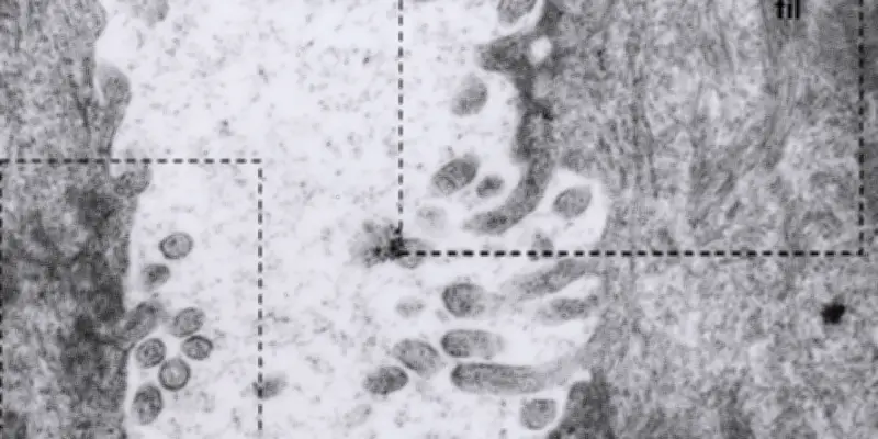 Histoire du mystérieux hantavirus des Andes