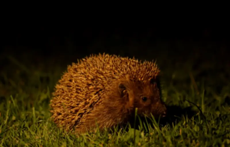 Hérisson d'Europe : un voisin nocturne méconnu et discret