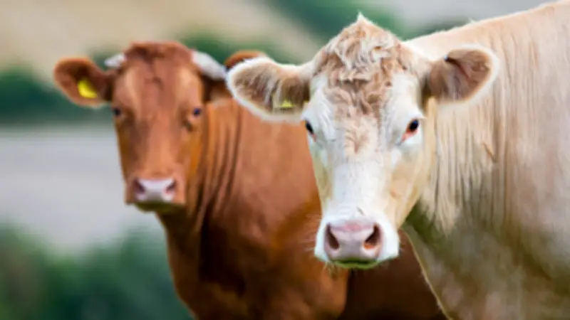 Huit vaches s'invitent dans un hôpital allemand et grimpent au deuxième étage