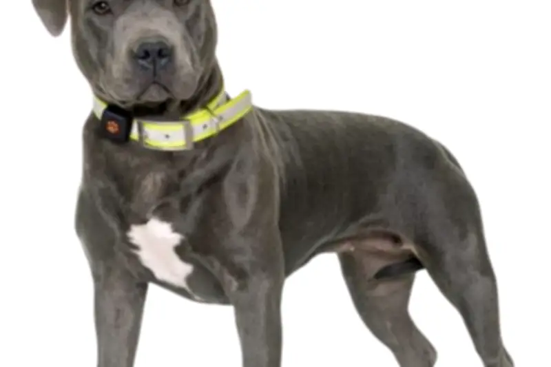 Hyères dog parade : un défilé canin solidaire pour les chiens guides d'aveugle