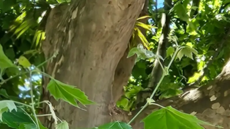 Insolite : un palmier pousse au cœur d’un platane à Lamalou-les-Bains