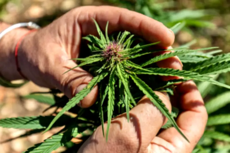 Interdiction des aliments au CBD en France : colère des professionnels