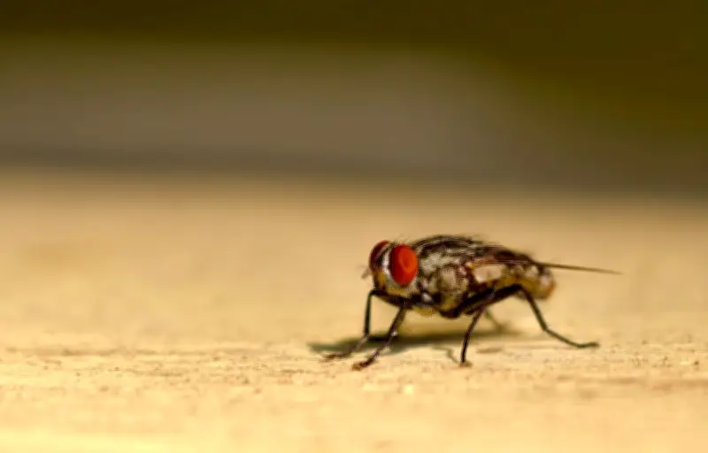Invasion de mouches en Catalogne : cellule de crise activée