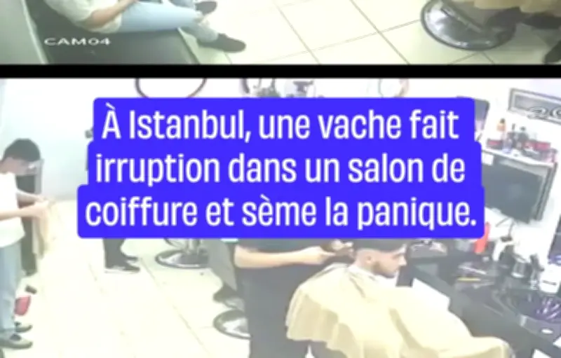 À Istanbul, une vache sème la panique dans un salon de coiffure