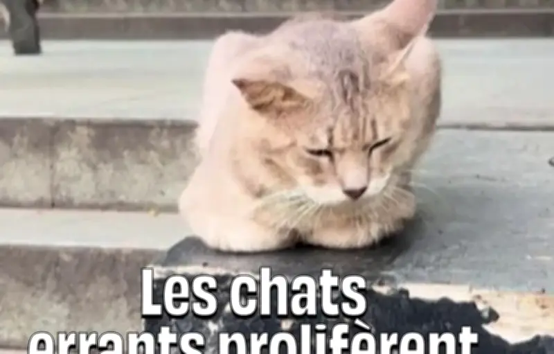 Jakarta submergée par plus d'un million de chats errants