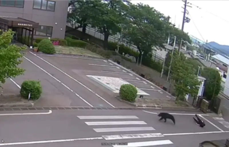 Japon : un ours « extrêmement intelligent » en cavale après avoir blessé quatre personnes