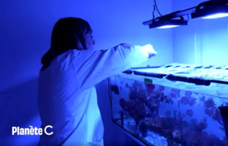 Journée mondiale de l'océan : protéger poissons et coraux de la crème solaire