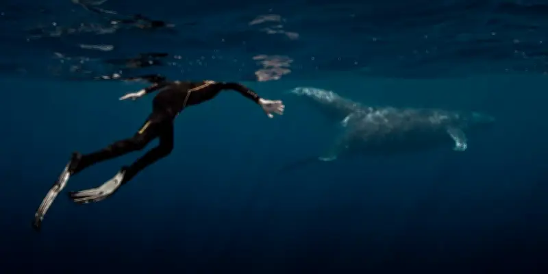 La baleine et le musicien : récit d'une rencontre musicale avec un cétacé
