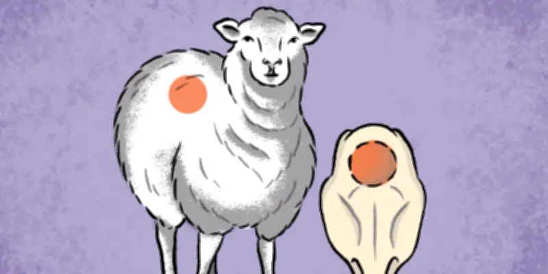 La laine de mouton, alliée inattendue pour la régénération osseuse