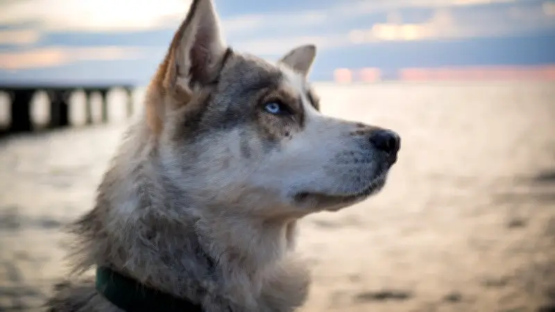 L'amitié improbable entre un husky et un lion de mer émeut les réseaux sociaux