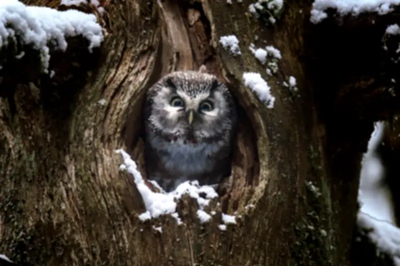 «Le Chant des forêts» : Vincent Munier transmet sa passion du sauvage