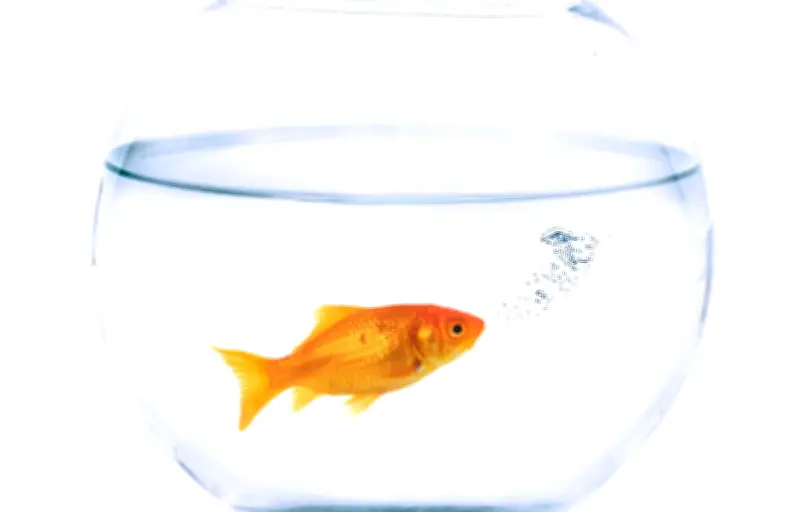 Le mythe des trois secondes : le poisson rouge a une mémoire bien réelle