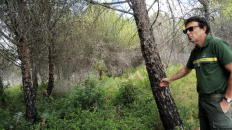 Le risque zéro n’existe pas : des forêts entretenues pour lutter contre les incendies