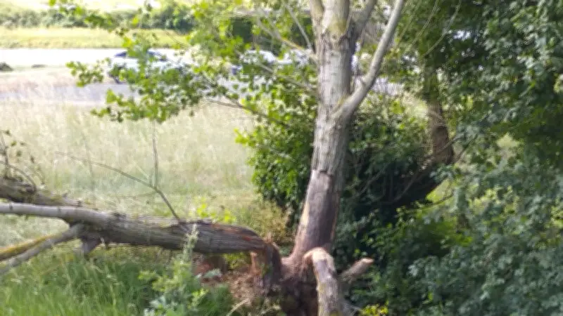Les castors colonisent le ruisseau de Rembert à Montlaur