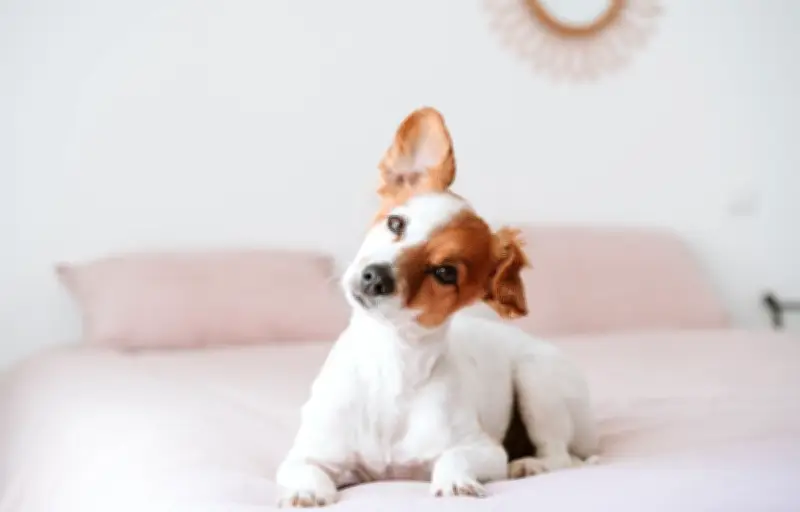 Les chiens comprennent-ils vraiment les mots ? Décryptage des études récentes