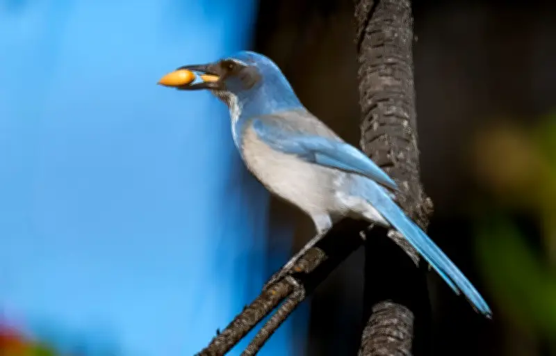 Les oiseaux capables d'anticiper le futur comme les humains