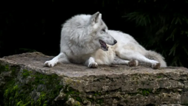 Éleveur lozérien condamné pour avoir empoisonné sept loups au parc du Gévaudan