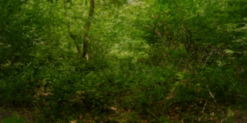 L'ONF coupe-t-il trop d'arbres en Île-de-France ? Les citoyens mobilisés