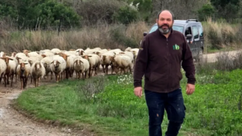 Macabre découverte : 33 brebis volées retrouvées mortes dans des sacs-poubelle près de Montpellier