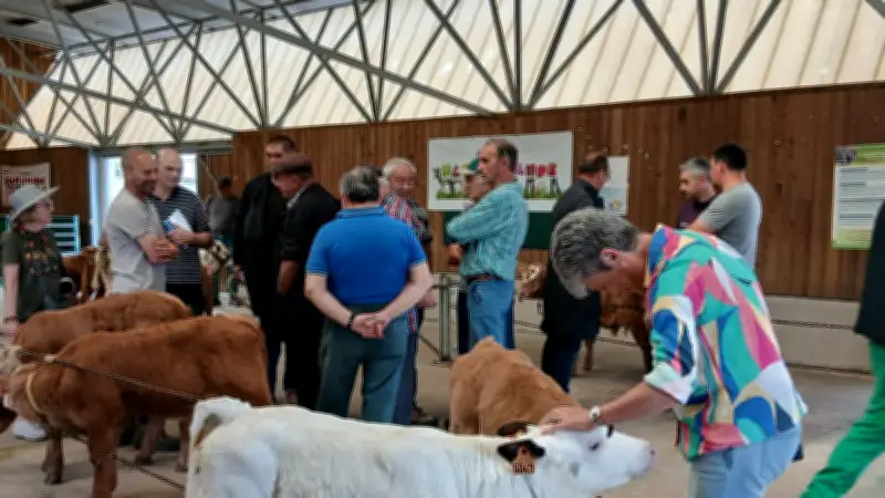 Marché aux veaux de Langogne : une tradition qui attire touristes et éleveurs