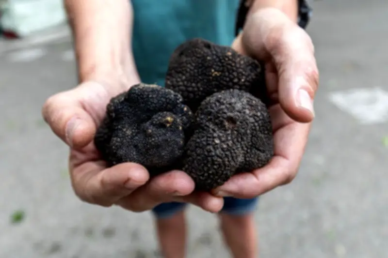 Marché de la truffe blanche à Aups : label qualité et prix au kilo