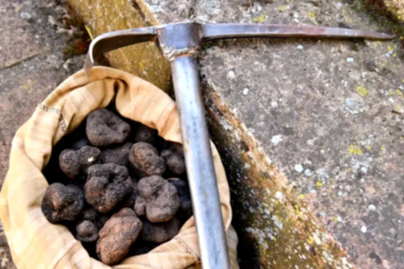 Marché de la truffe d'été à Aups : qualité au rendez-vous malgré une récolte réduite