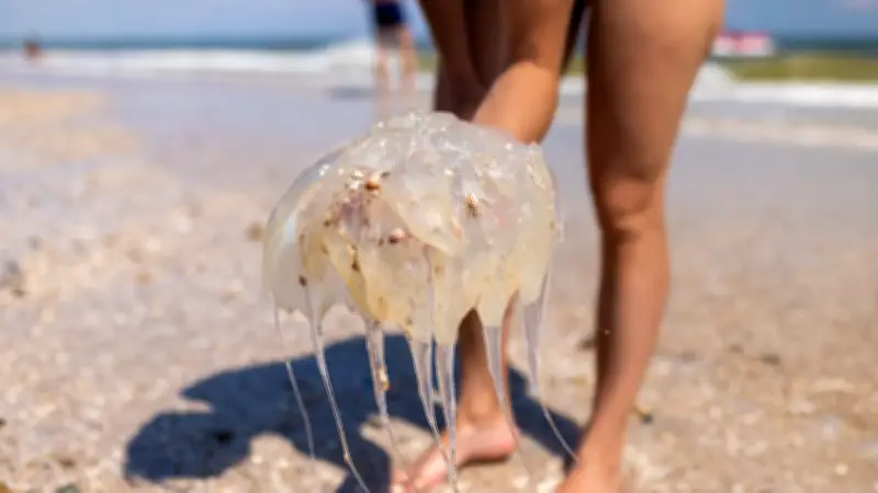 Méduses en Méditerranée : les bons réflexes en cas de piqûre
