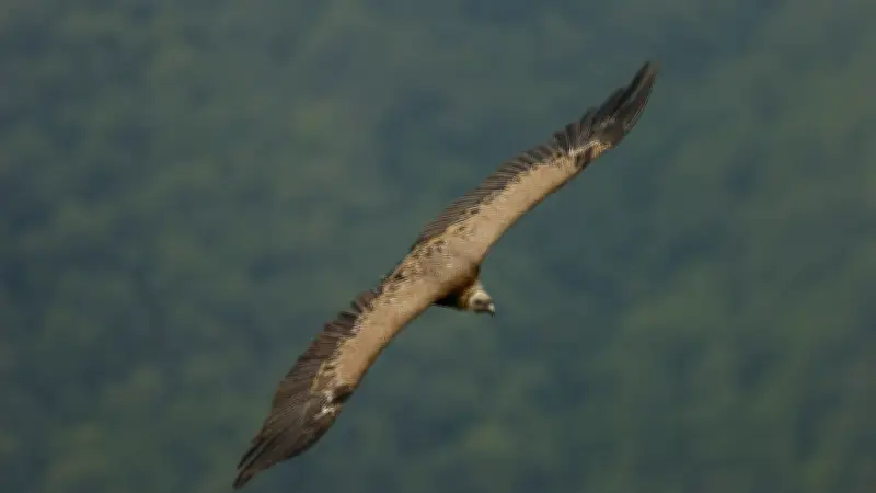 Michel Mouze explore le vol du vautour fauve à la MéSA de Millau