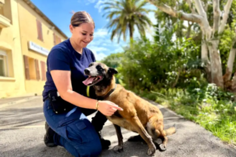 Mystic, chien policier à la retraite, adopté par la Ville de Cannes