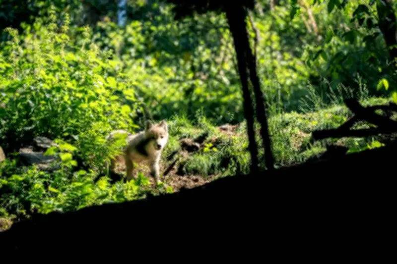 Naissance de trois louveteaux et deux cabris au parc Alpha, votez pour leurs prénoms